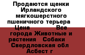 Продаются щенки Ирландского мягкошерстного пшеничного терьера › Цена ­ 30 000 - Все города Животные и растения » Собаки   . Свердловская обл.,Асбест г.